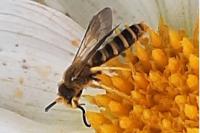 Halictus scabiosae