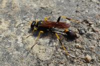 Sceliphron caementarium