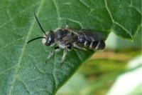 Andrena