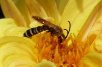 Halictus