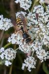 Polistes dominula