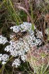 Polistes dominula