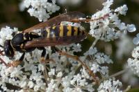 Polistes dominula
