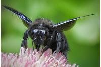 Xylocopa violacea