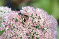 Philanthus triangulum