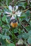 Bombus sp (pascuorum/humilis/muscorum)