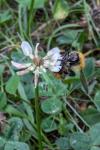 Bombus sp (pascuorum/humilis/muscorum)