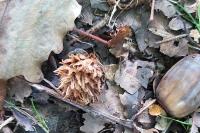 Andricus fecundatrix