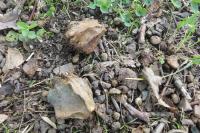 Andricus quercuscalicis