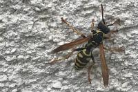 Polistes