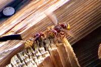 Vespa crabro