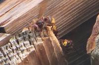 Vespa crabro