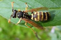 Polistes dominula
