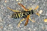 Polistes dominula