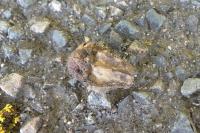 Andricus quercuscalicis