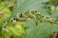 Nematus septentrionalis