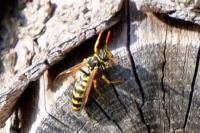Polistes dominula