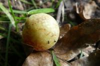 Cynips quercusfolii