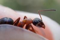 Formica rufibarbis