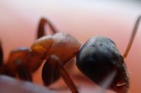 Formica rufibarbis