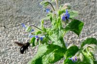 Xylocopa