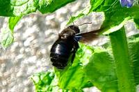 Xylocopa