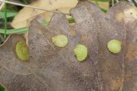 Neuroterus quercusbaccarum