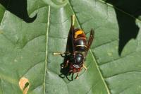 Vespa velutina