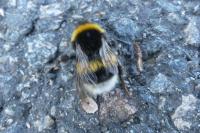Bombus sp (terrestris/lucorum/cryptarum/magnus)