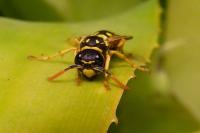 Polistes dominula