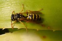 Polistes dominula