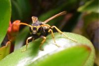 Polistes semenowi