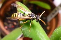 Polistes semenowi