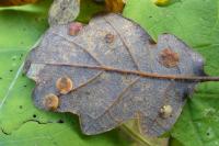 Neuroterus quercusbaccarum