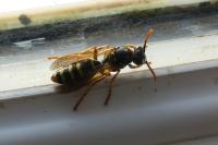 Polistes dominula