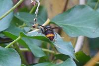 Vespa velutina