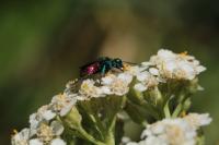 Chrysis