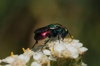 Chrysis