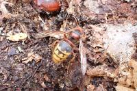 Vespa crabro