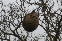 Vespa velutina