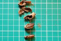 Sceliphron curvatum