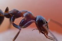 Formica rufibarbis