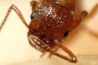 Myrmica sabuleti