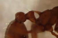 Myrmica sabuleti