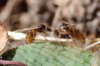 Solenopsis fugax