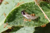 Solenopsis fugax