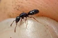 Hypoponera eduardi