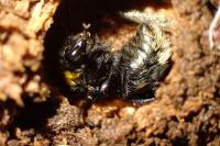 Bombus