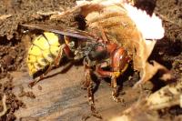 Vespa crabro