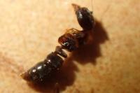 Hypoponera eduardi